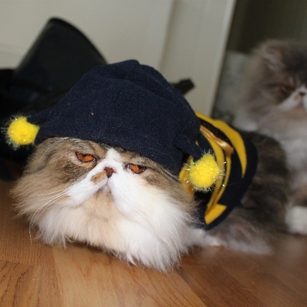 Картинки cat bee