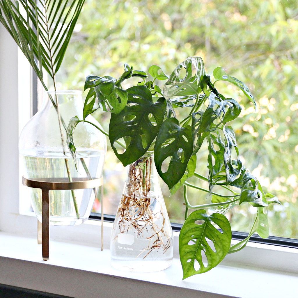 Australië vacature Klagen 6 x onderhoudsvriendelijke planten voor je interieur ⋆ Beautylab.nl
